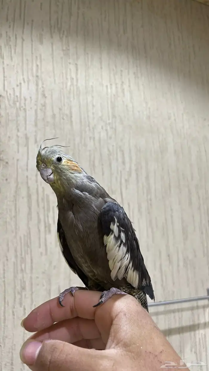 ببغا كروان اليف مع جميع اغراضة 0