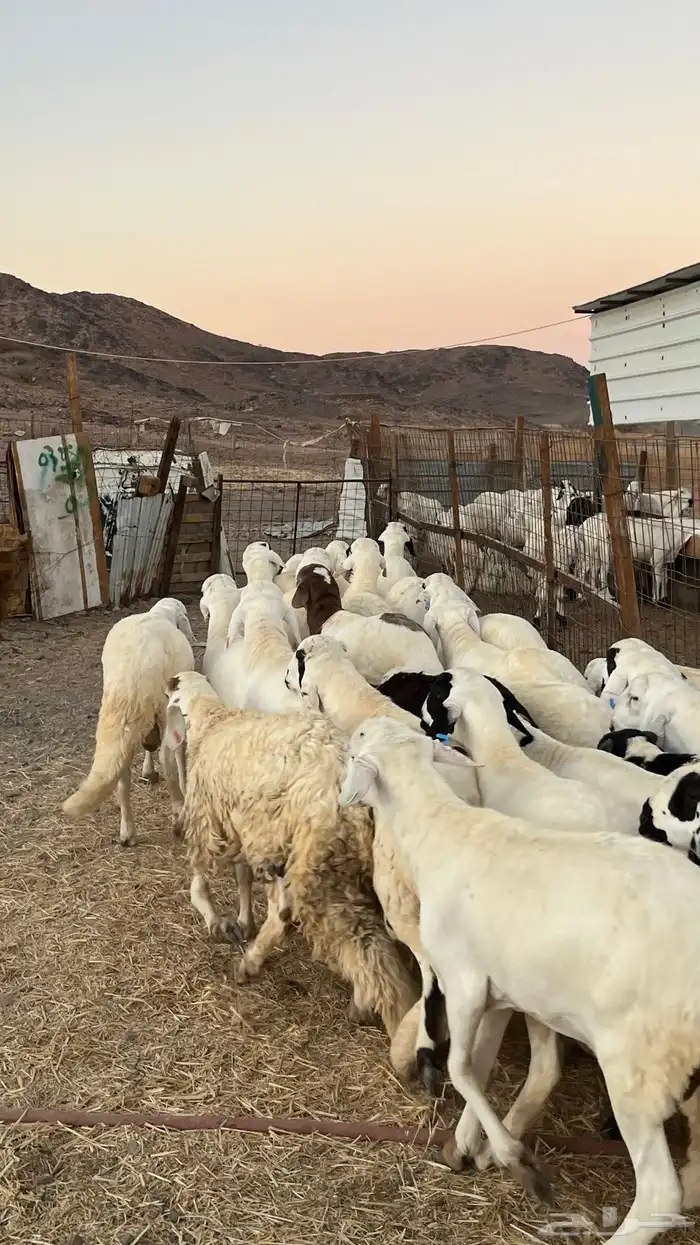 طليان سواكن جادعان مرابى فاخر 12