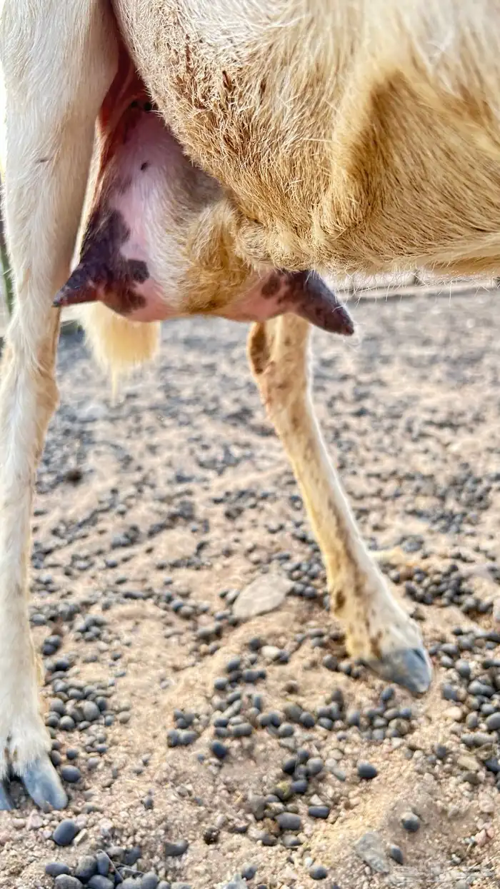نعجة حرية  معها طلي ورخل  السن واضح في الصورة 2