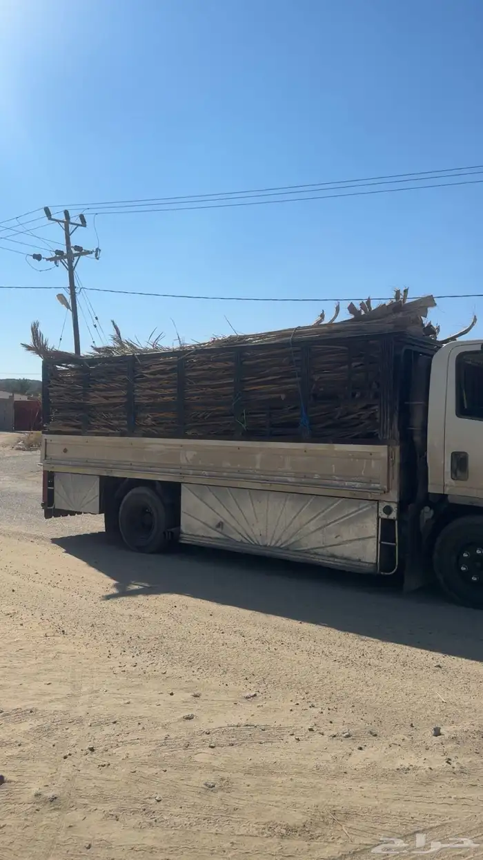 سعف النخيل 0