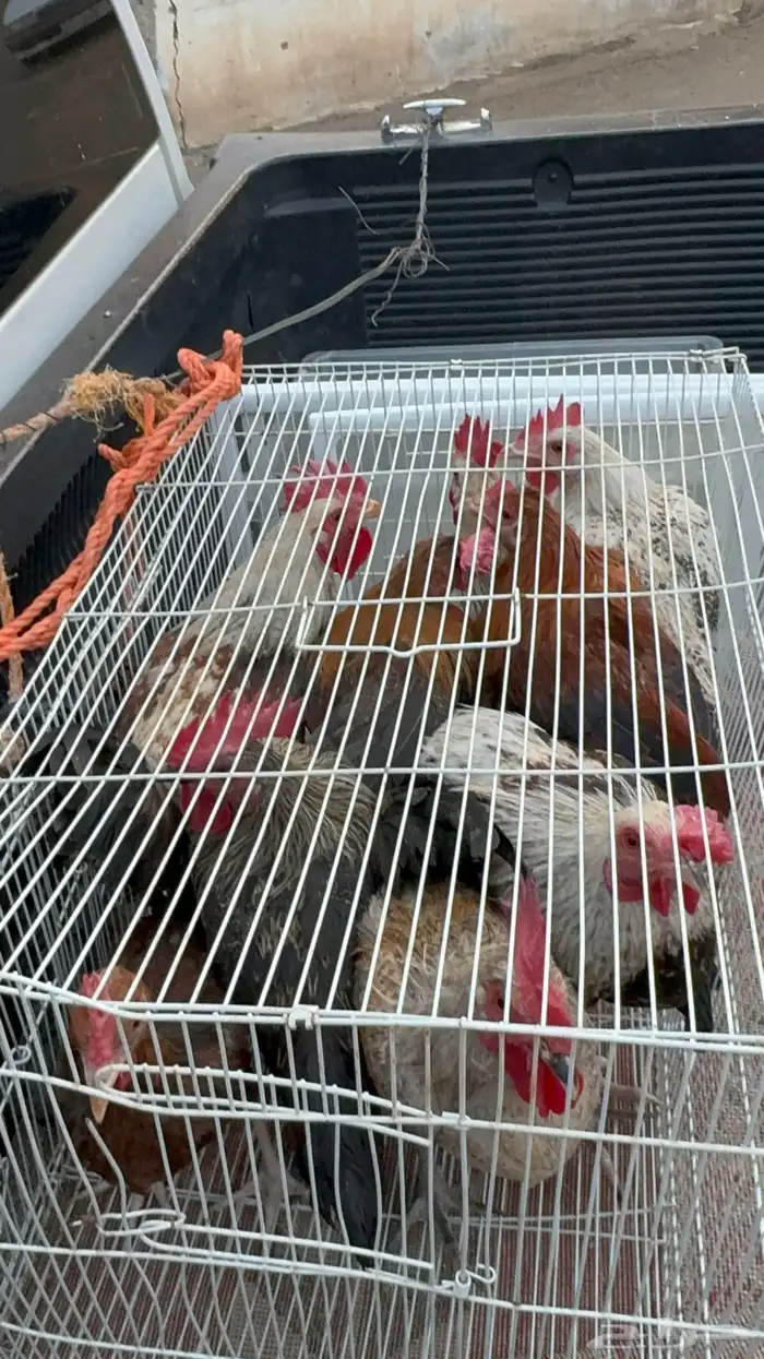 ماشاءالله أديك لبيع 40 35 و30 4