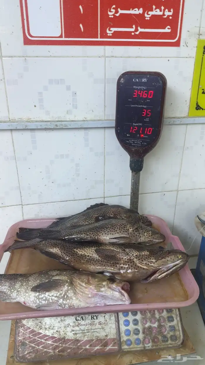 رحلات بحريه صيد ونزهه عواىل وشباب جولات وجزر 4