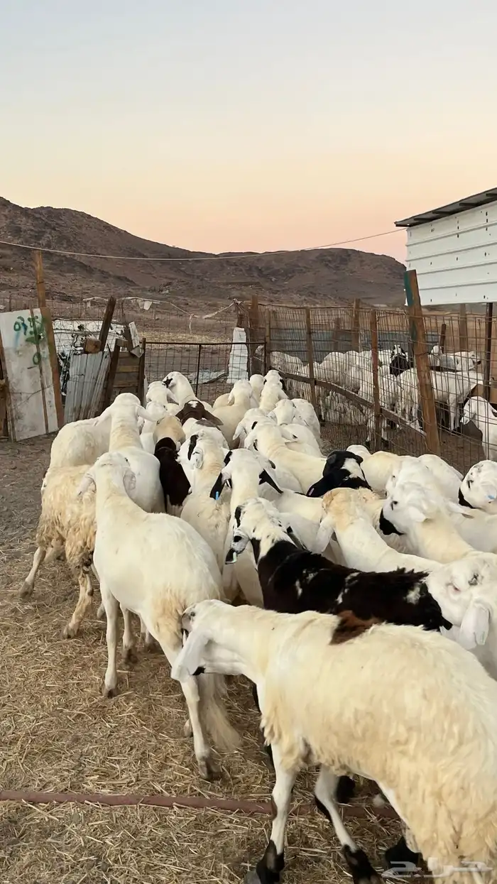 طليان سواكن جادعان مرابى فاخر 11