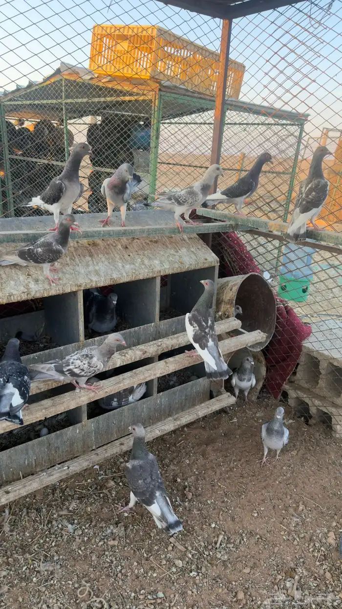 حمام زاجل الماني 1