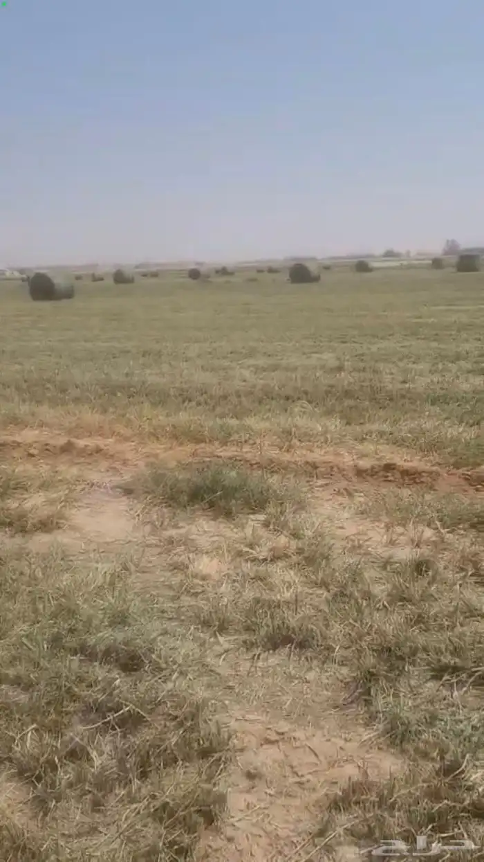 اعلاف رودس للبيع جديد 3