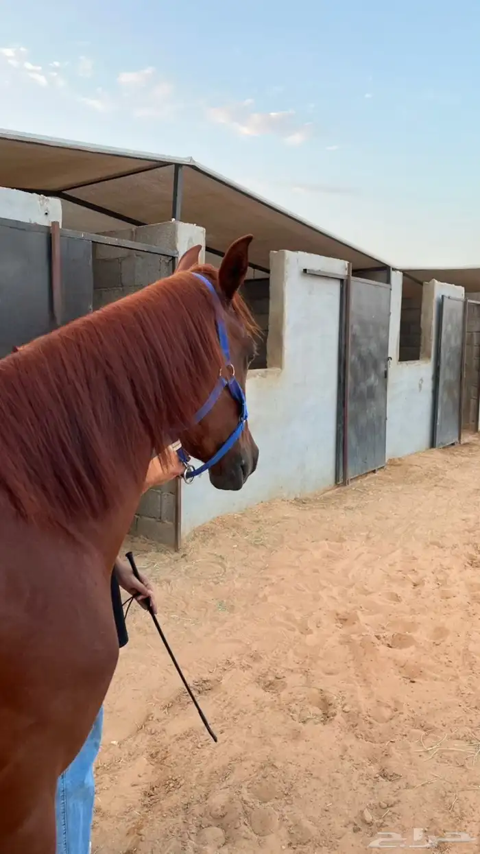 للبيع حصان شعبي 0