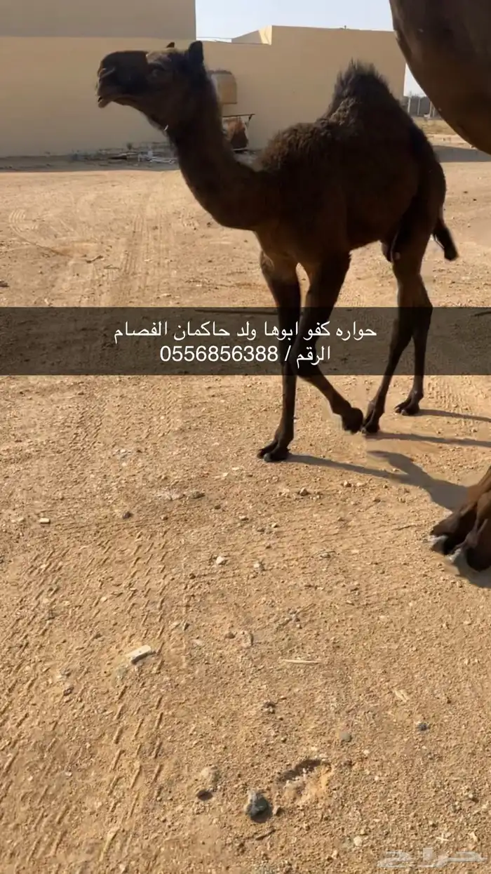 حواره كفو ابوها ولد حاكمان الفصام 0