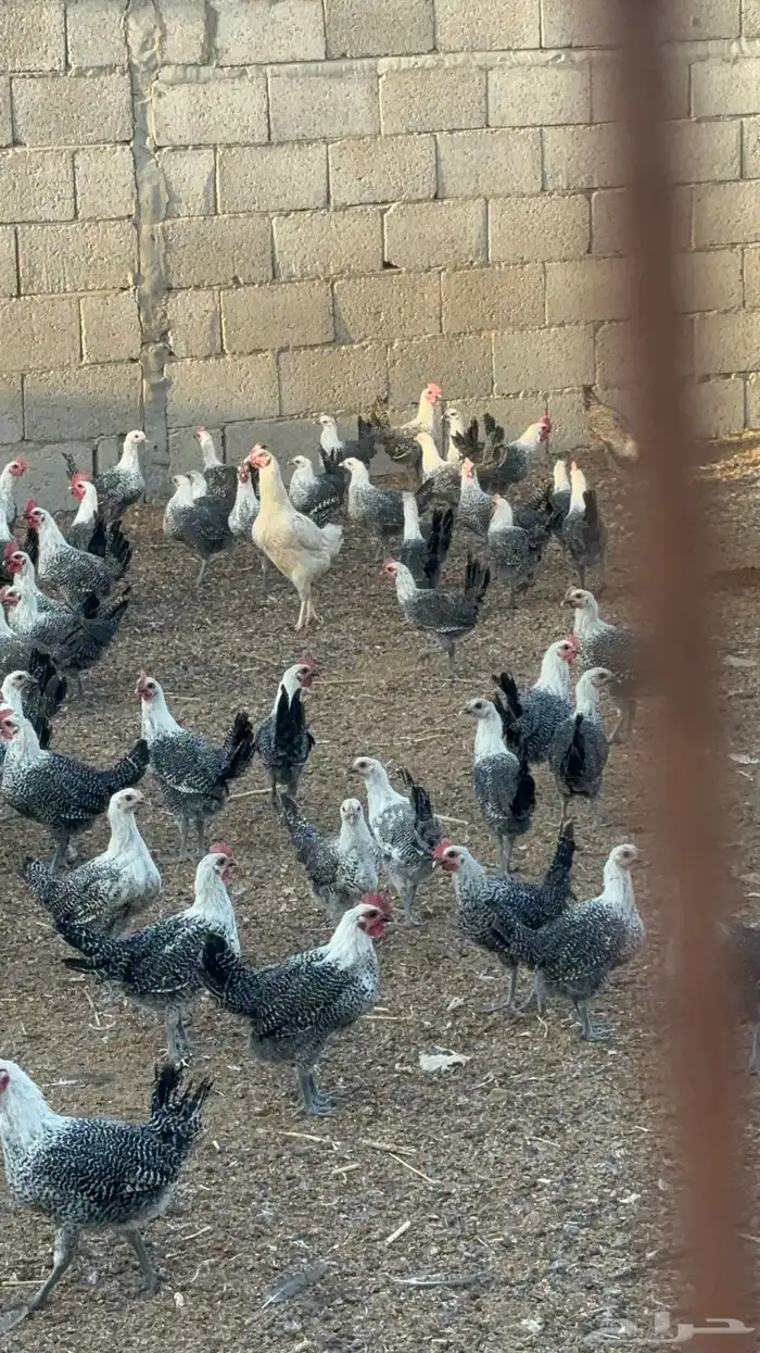 دجاج فيومي 3