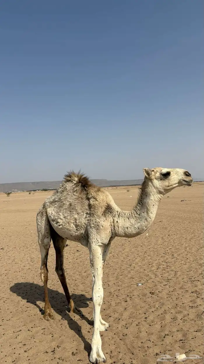 قعود للبيع 0