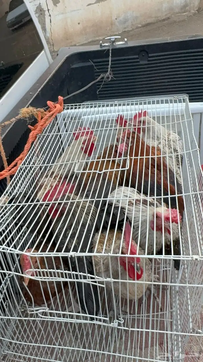 ماشاءالله أديك لبيع 40 35 و30 2