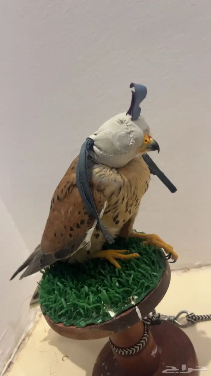 سلام عليكم طير باشق صحته زينه معا اقراضه كل ابوها 3