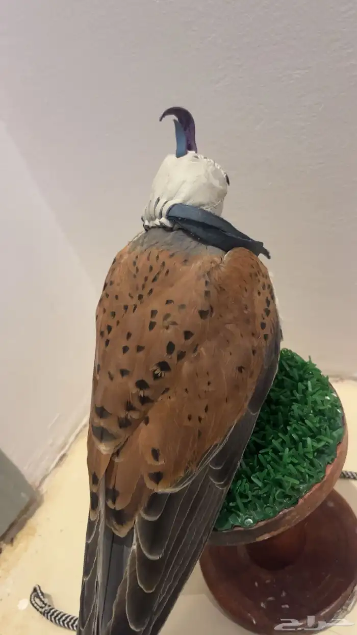 سلام عليكم طير باشق صحته زينه معا اقراضه كل ابوها 0