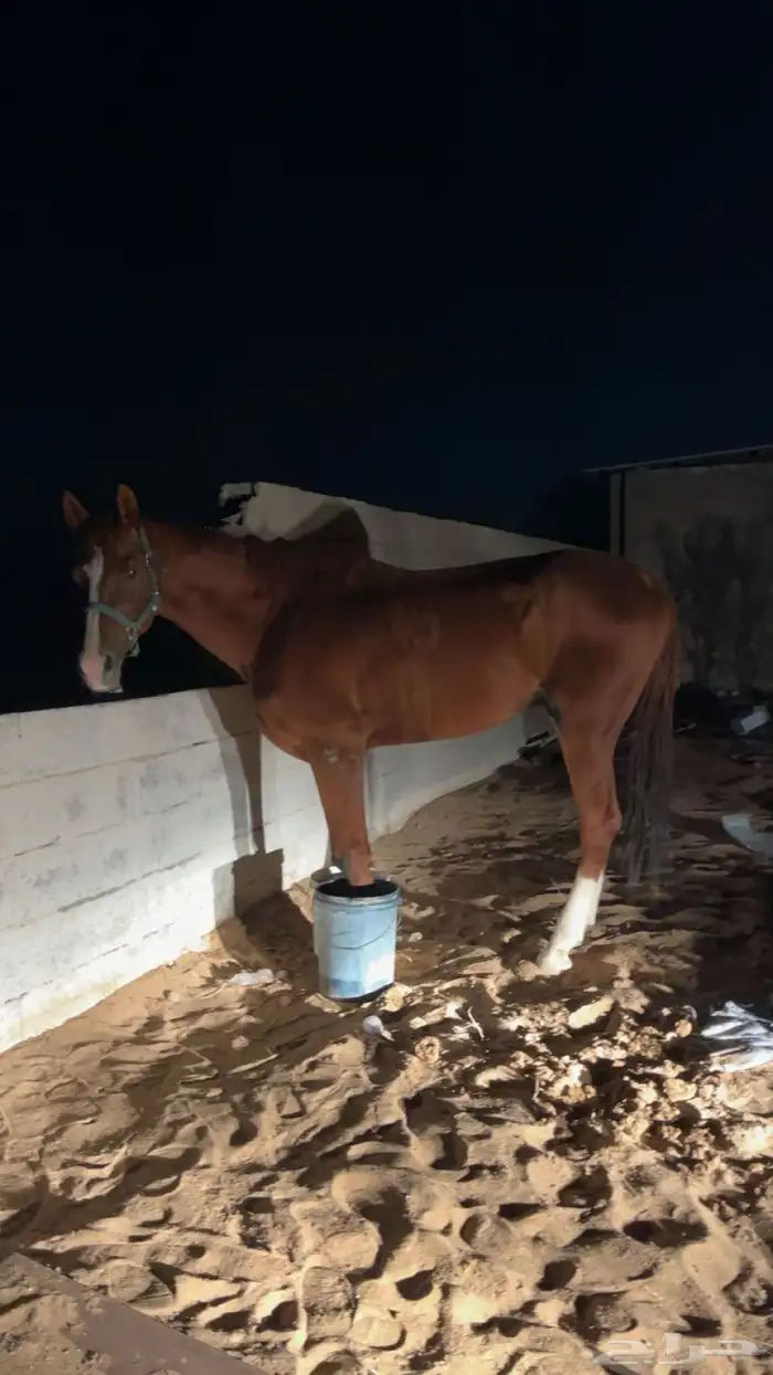 حصان شعبي طيب 5