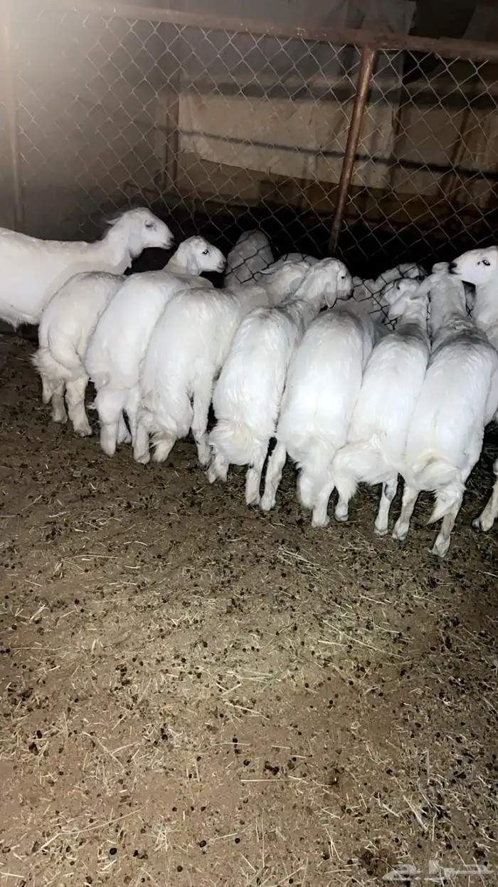 ذبايح فاخره مع السلخ والتوصيل 0