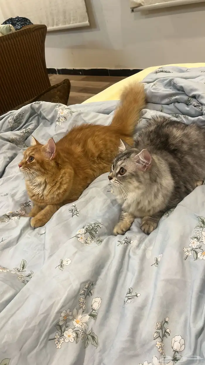 قطط للتبني 0