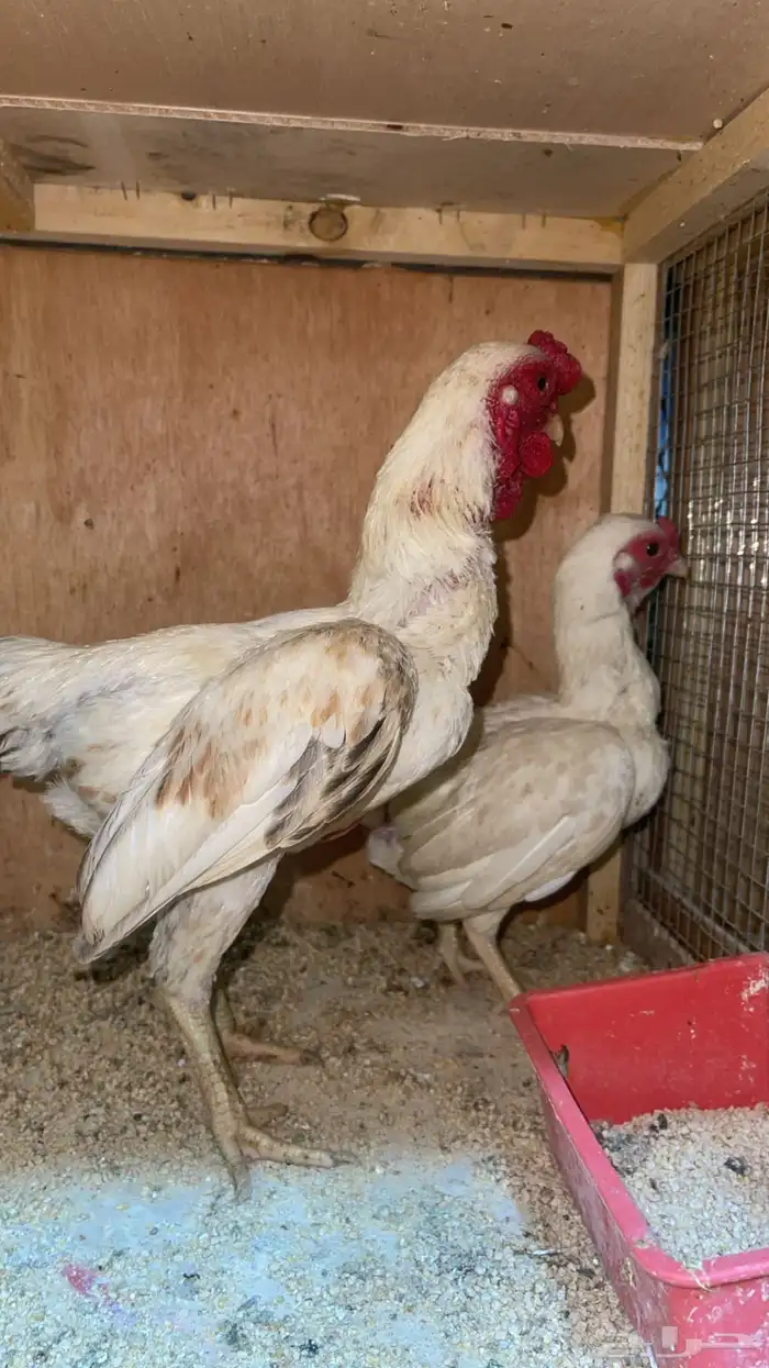 بيض دجاج زينة مخصب بإذن الله 36