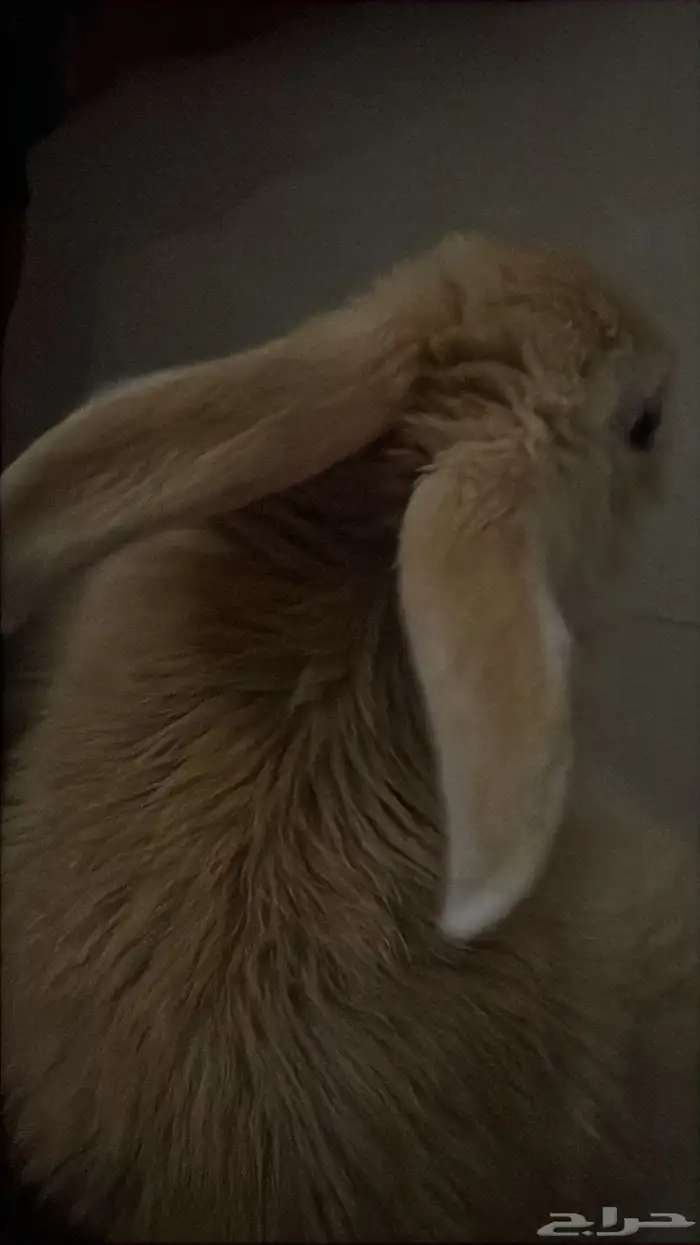 ارانب للبيع 1