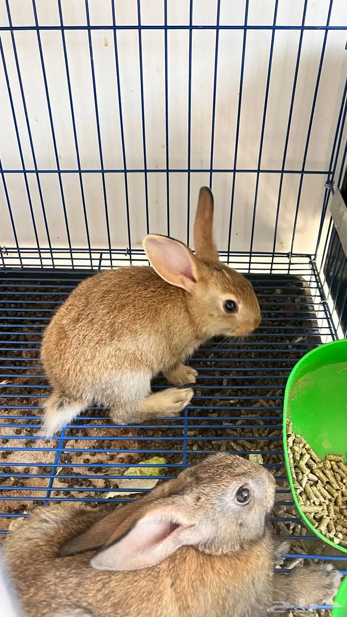 أرانب صغيره 0