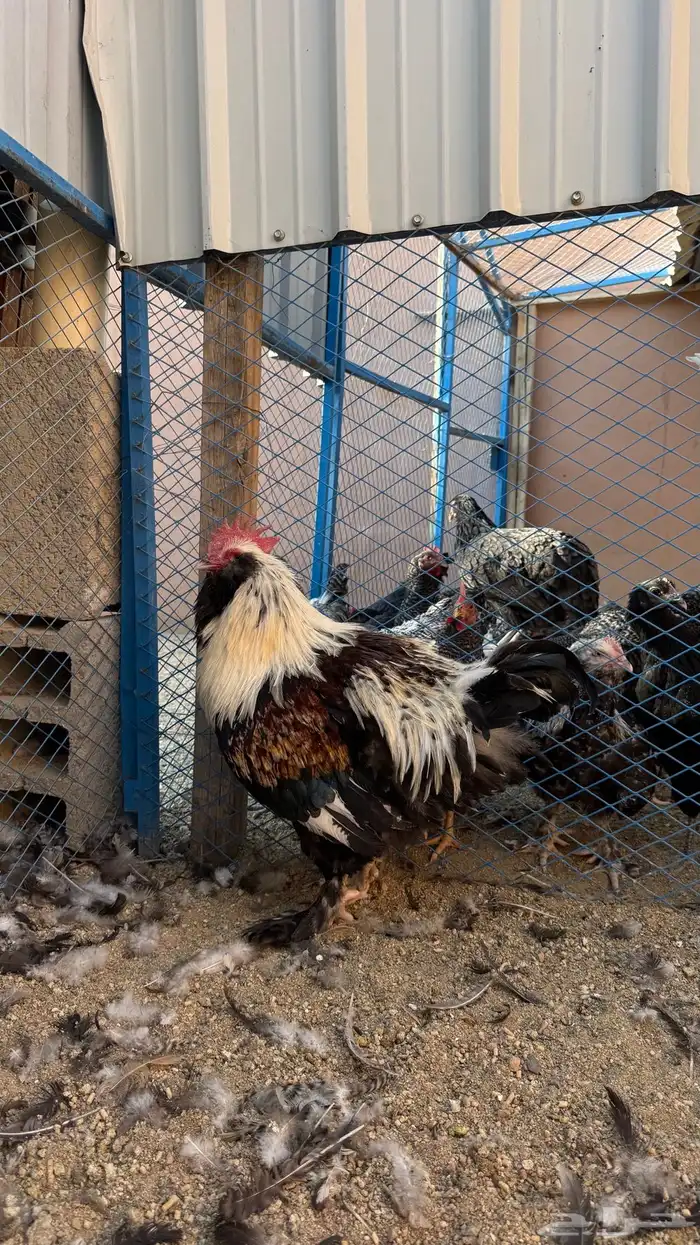 دجاج الفافيرول الفرنسي 10