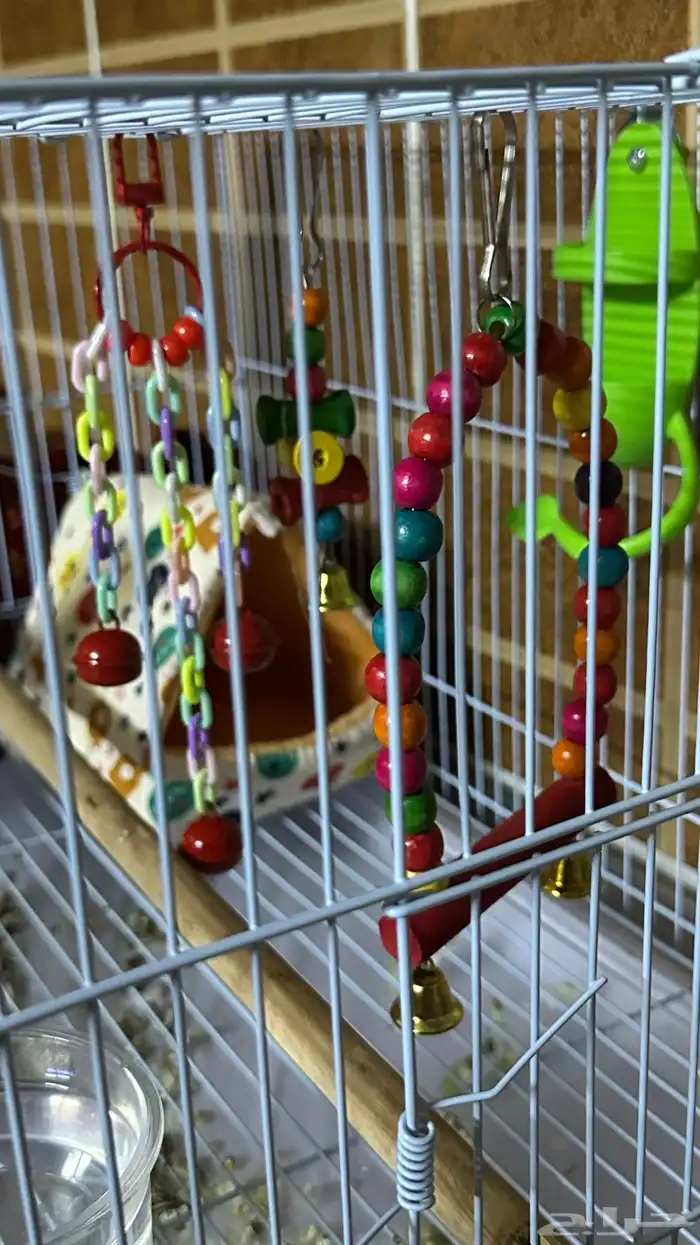 ببغاء روز للبيع بجميع اغراضه 7