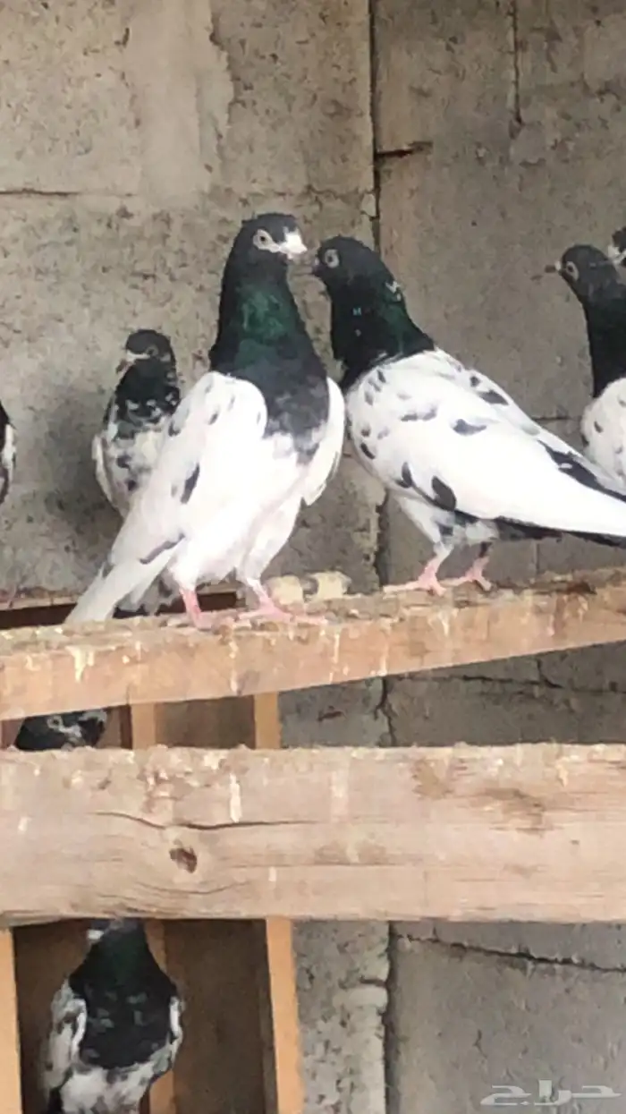 حمام باكستاني تيدي بيور 8