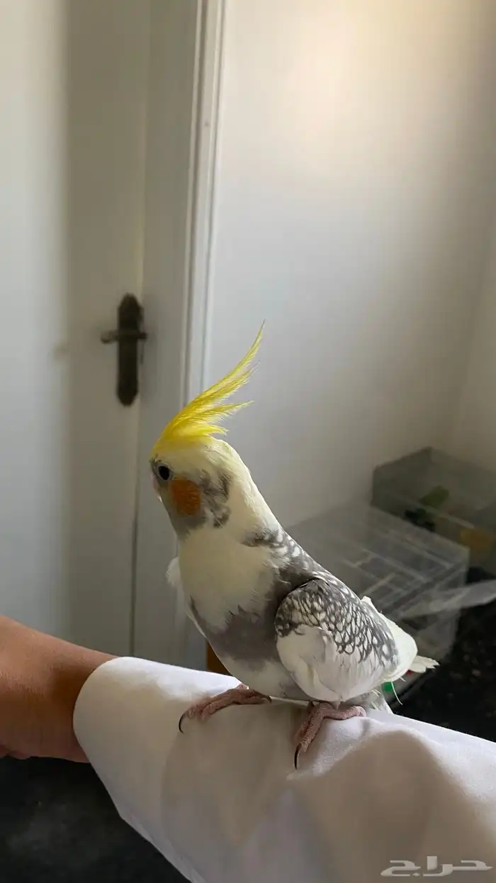 ببغاء كروان اليف العمر 9او 10 شهور تنوييه الببغاء بدون قفص 2