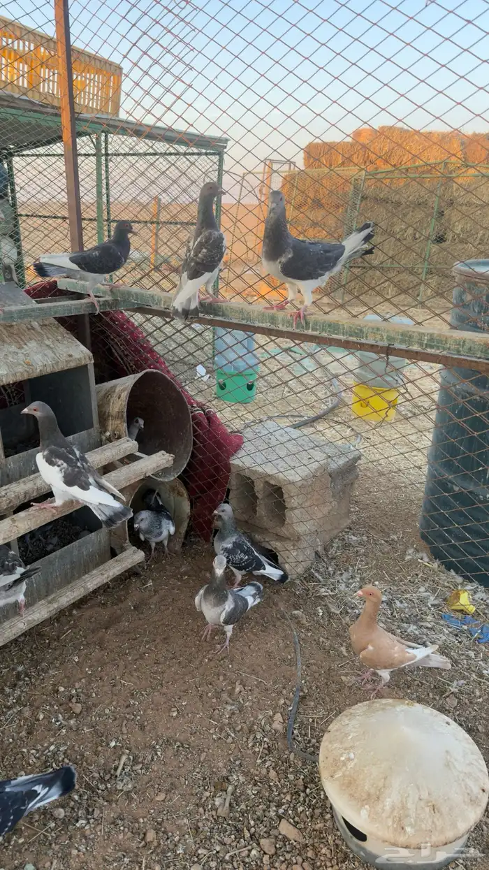 حمام زاجل الماني 2