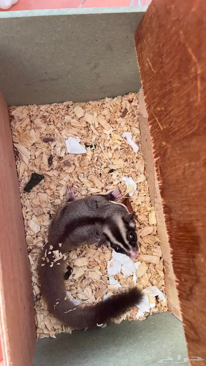 سنجاب الطار اثنين انثى و ذكر 4