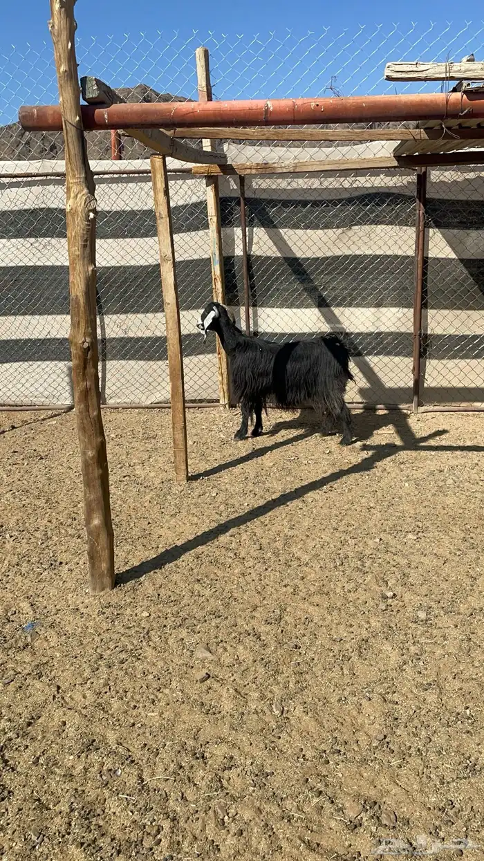 عنز عارضيه مضرع 1