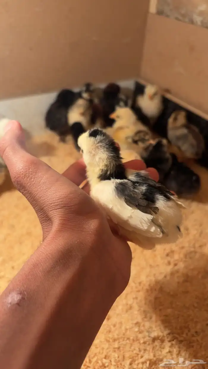 صوص بلدي فاخر 0