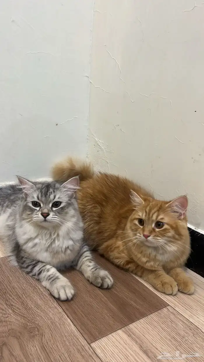 قطط للتبني 1