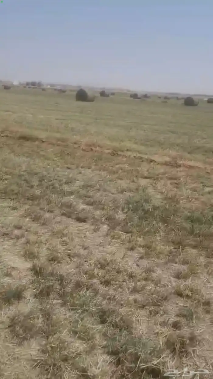 اعلاف رودس للبيع جديد 2