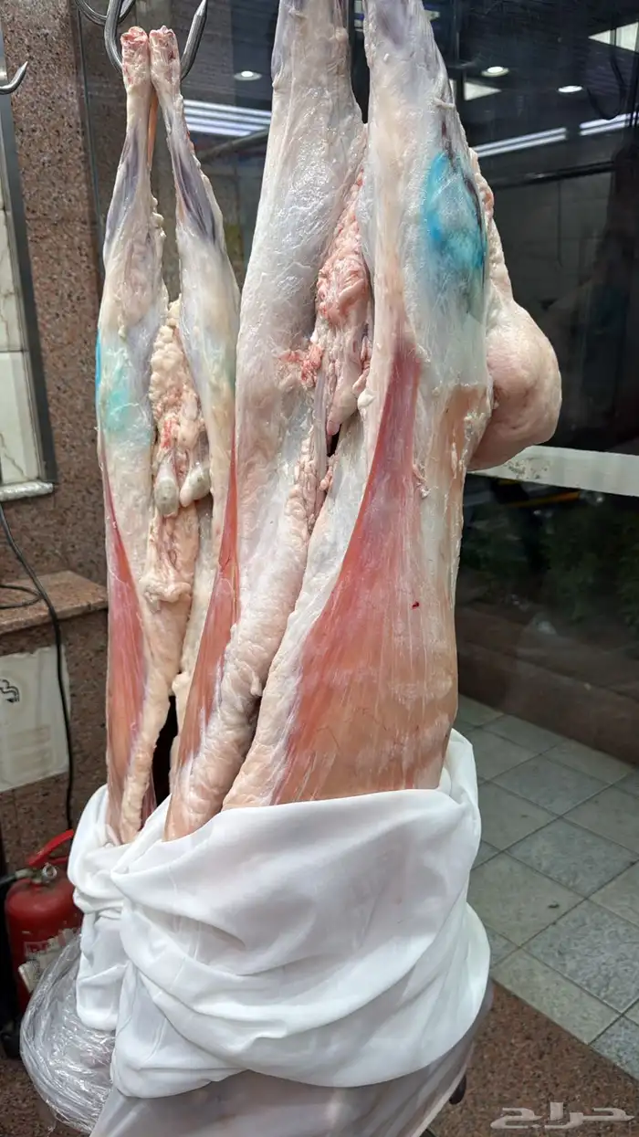 نعيمي بلدي جبر   حاشي بلدي لباني 13