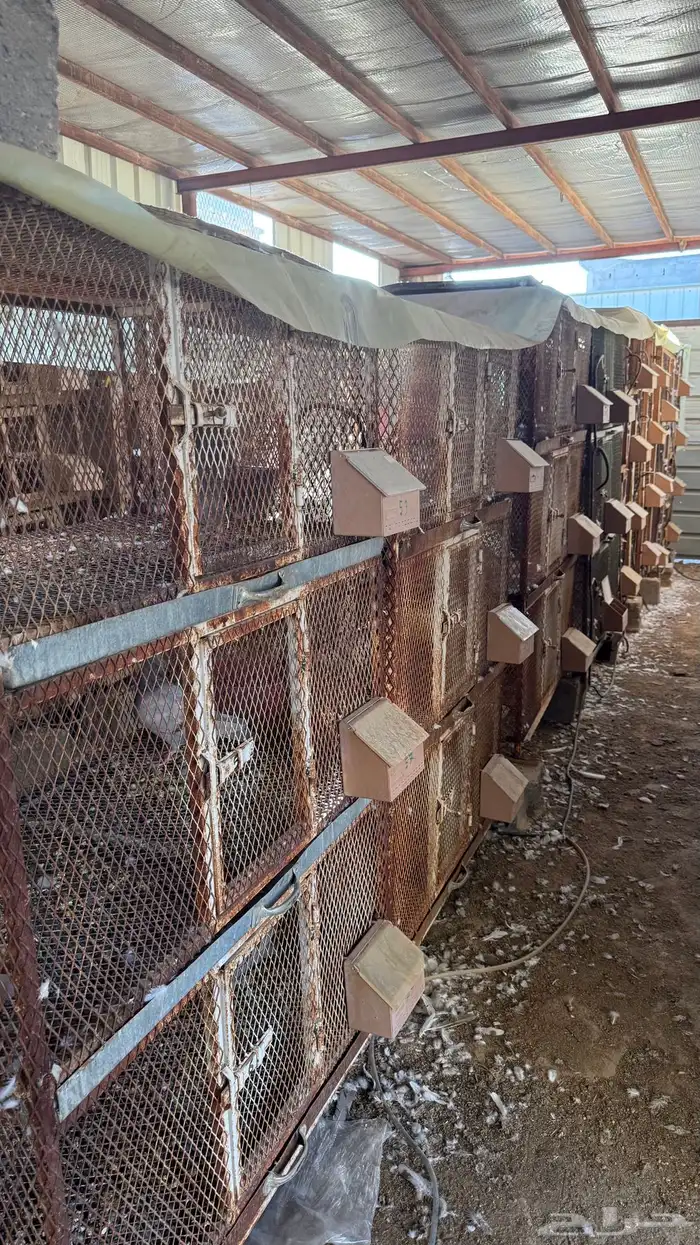 محاكر للبيع 3