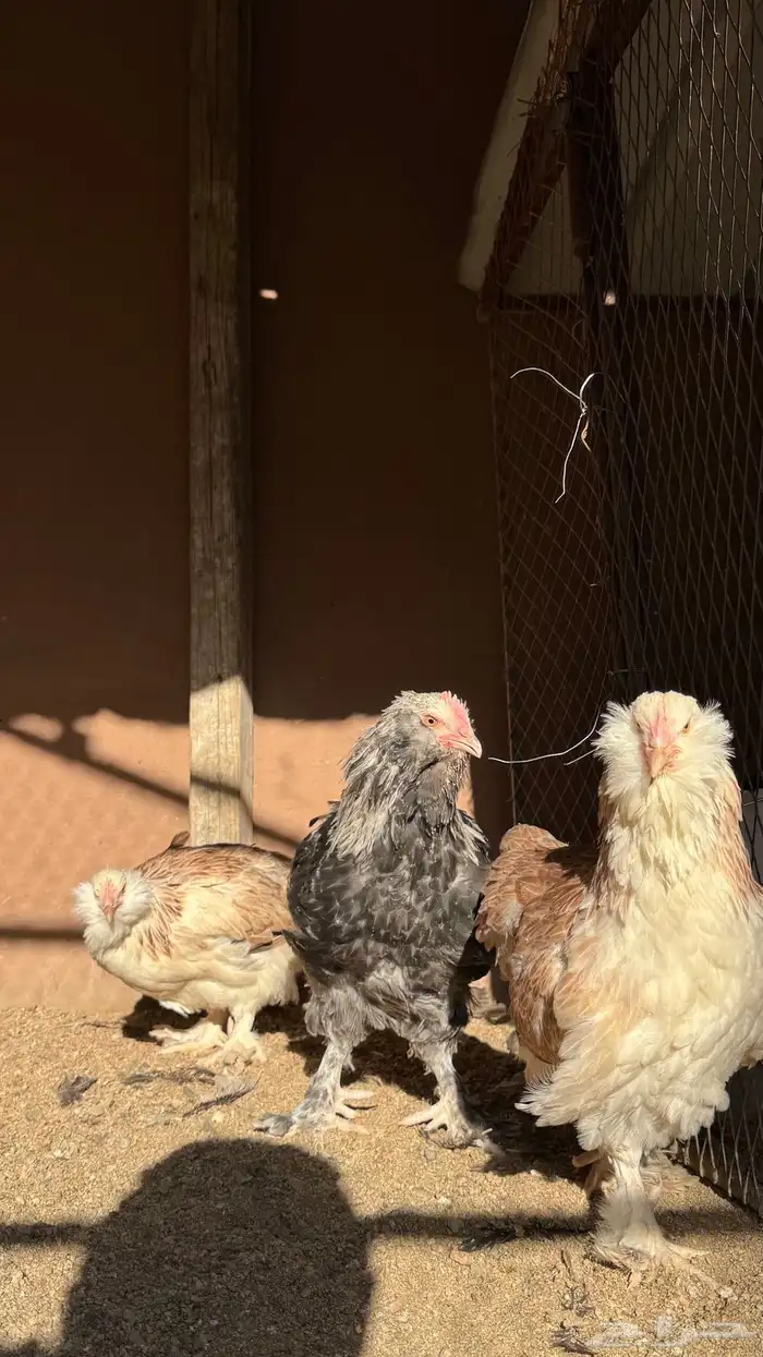 دجاج الفافيرول الفرنسي 4