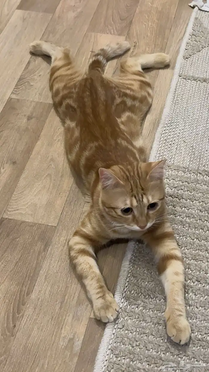 قطط لتتبني طالبين تزاوج 2