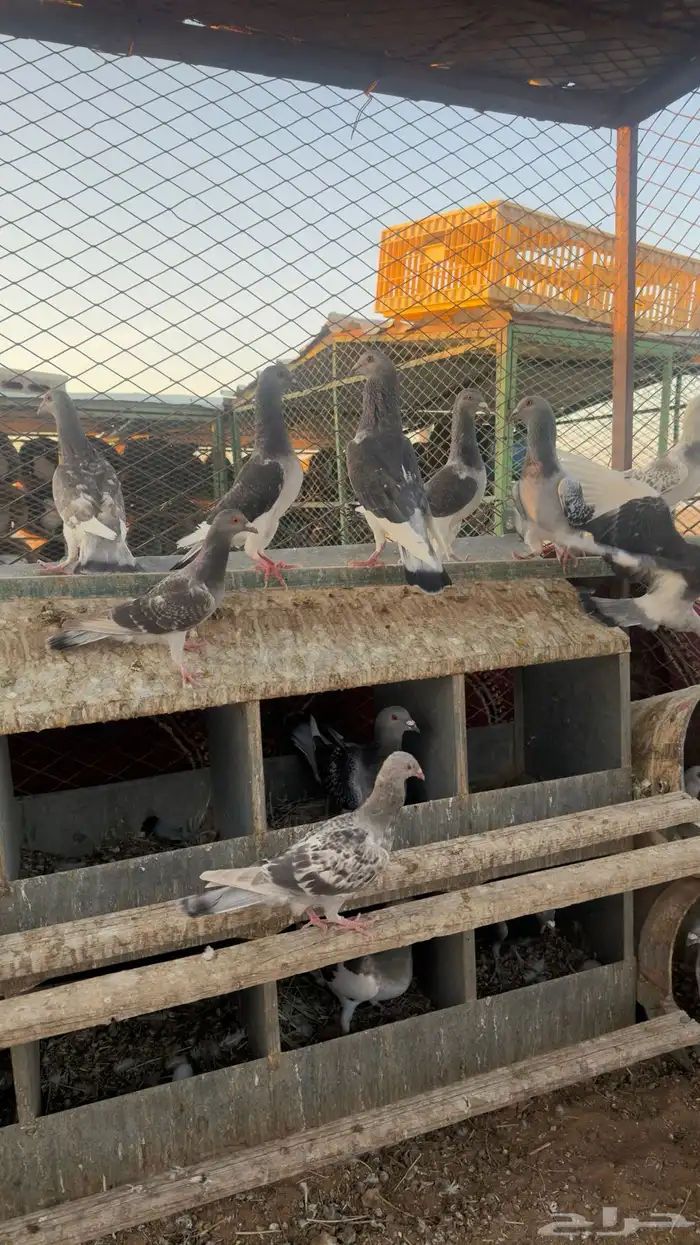 حمام زاجل الماني 3