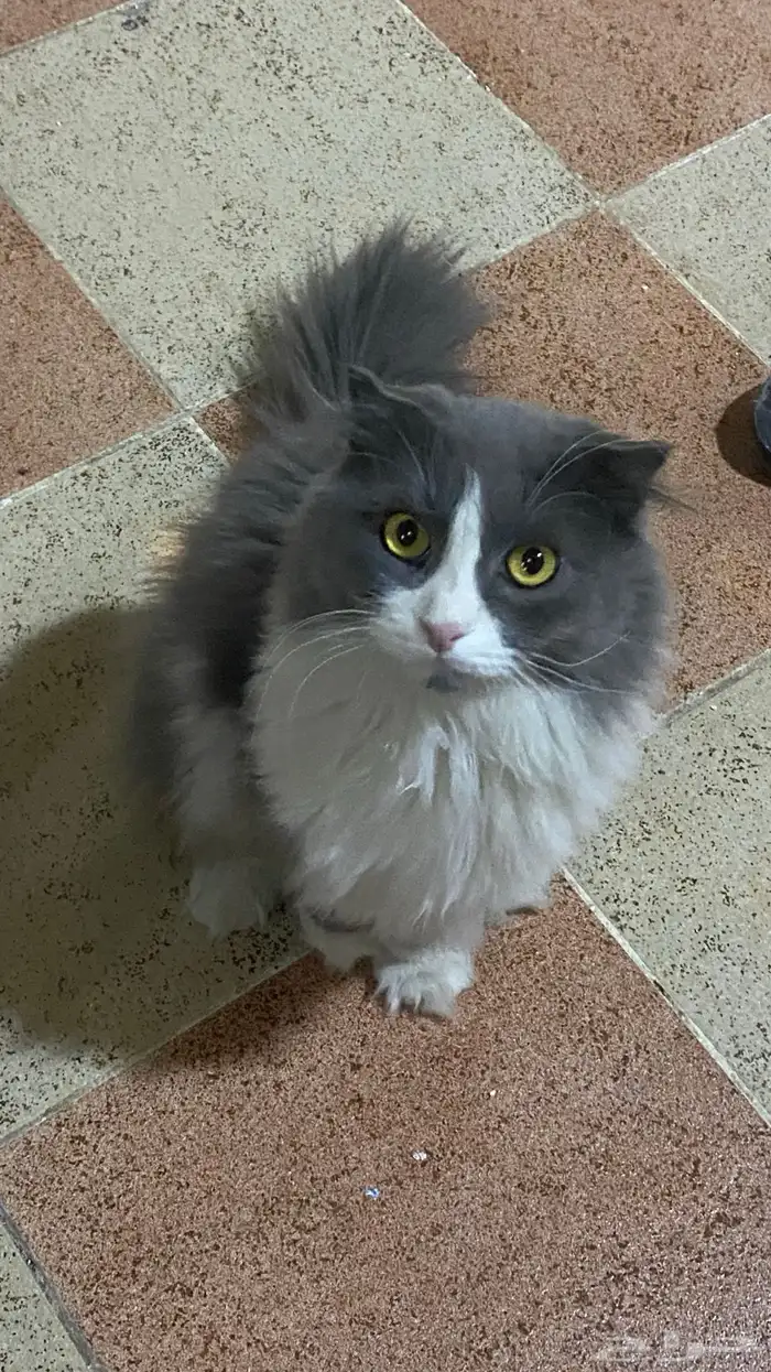 قط ذكر سكوتش مهجن للتبني 1