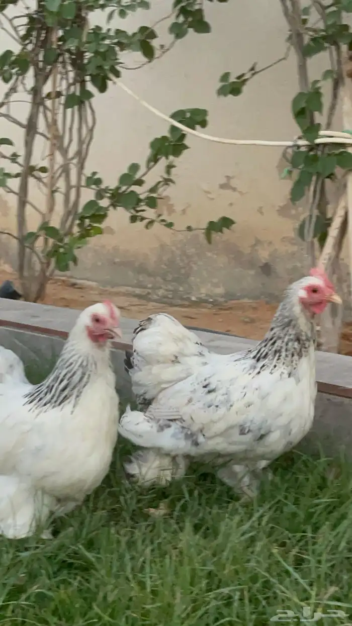 بيض دجاج زينة مخصب بإذن الله 10