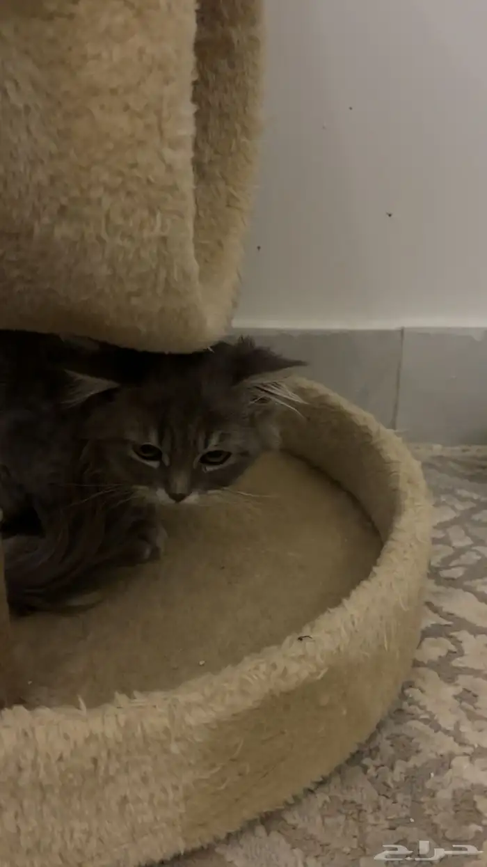 قطوه للتبني معها اغراضها وايضا  مطعمه تطعيمه كامله ب100ريال 1