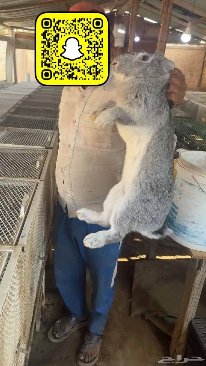 عرض ارانب فلاندر الماني ( عملاق) 0