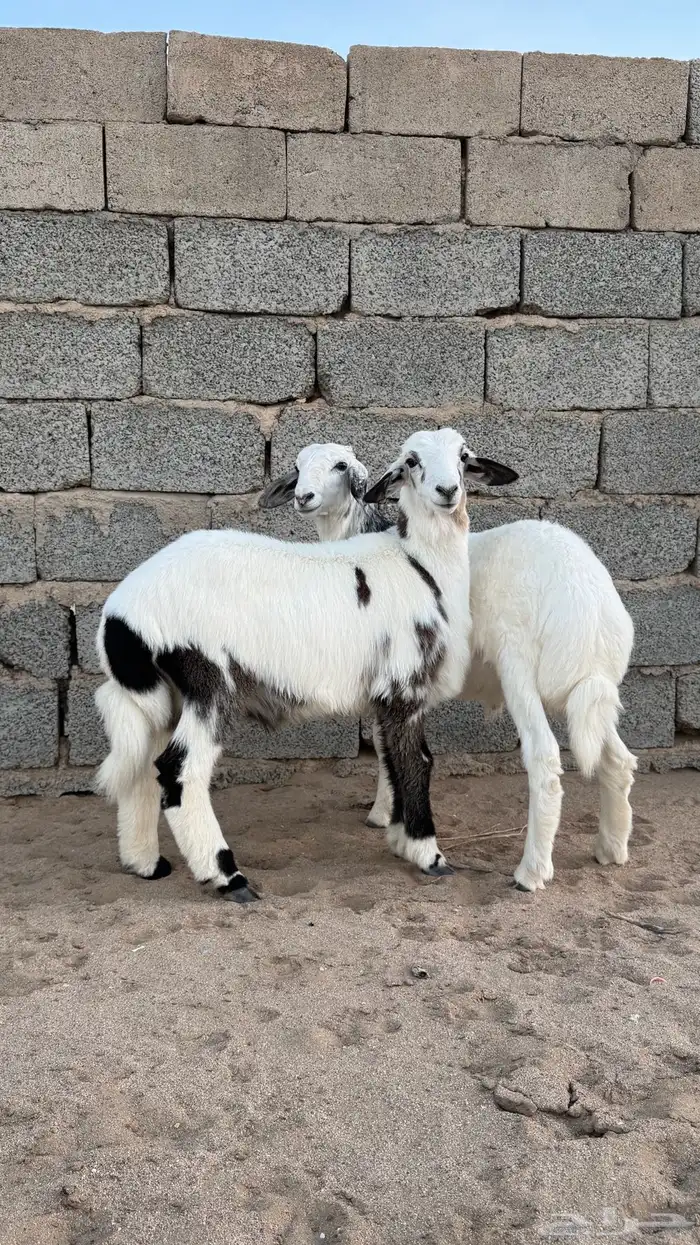 طليان كفو شحم 0