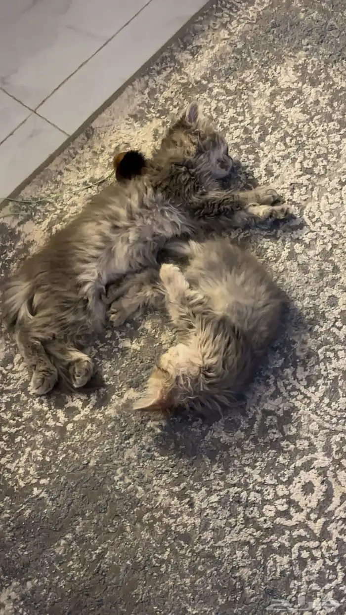 قطوه للتبني معها اغراضها وايضا  مطعمه تطعيمه كامله ب100ريال 2