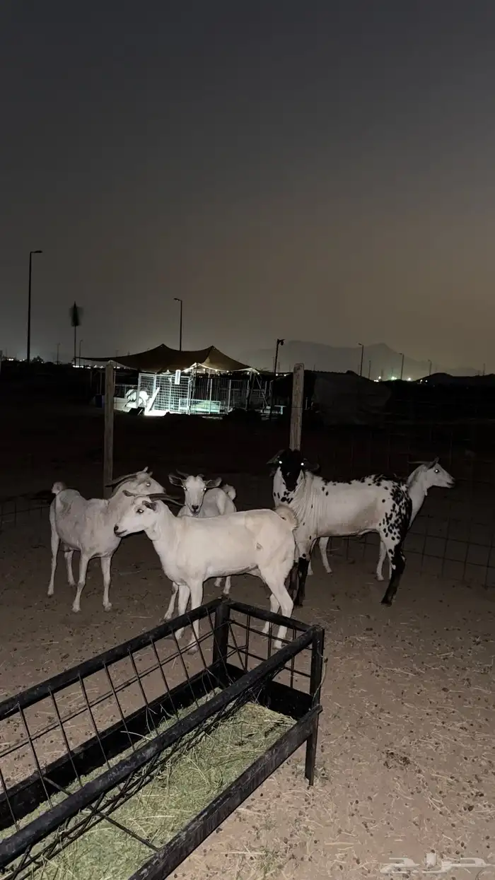 معزاء بيشيات 2