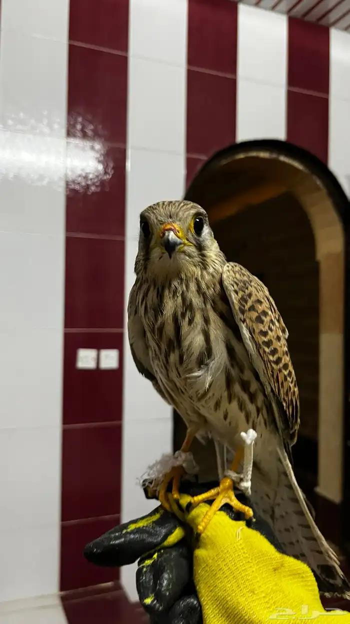 باشق او شبوط على السوم 1