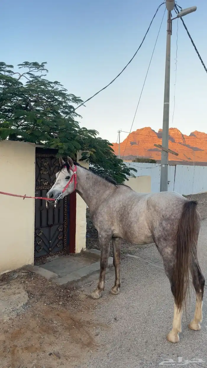 حصان شعبي كفو 3