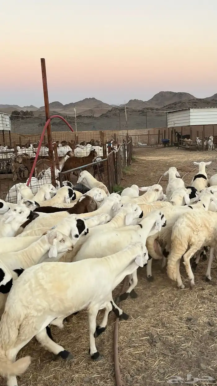 طليان سواكن جادعان مرابى فاخر 5