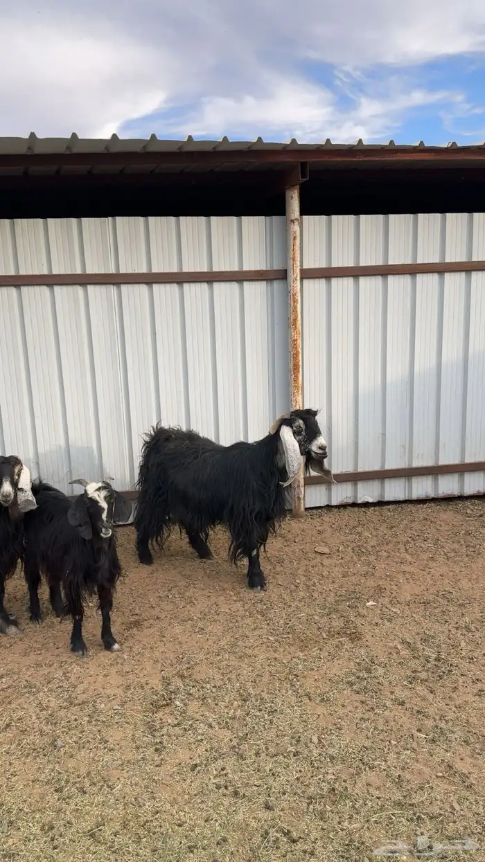 معزا عارضيات طيبات بلحيل 5