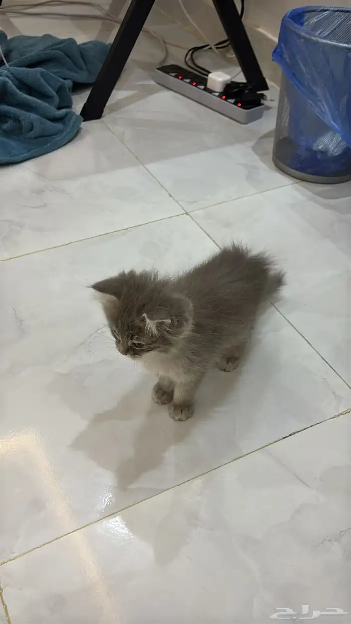 قطوه للتبني معها اغراضها وايضا  مطعمه تطعيمه كامله ب100ريال 3