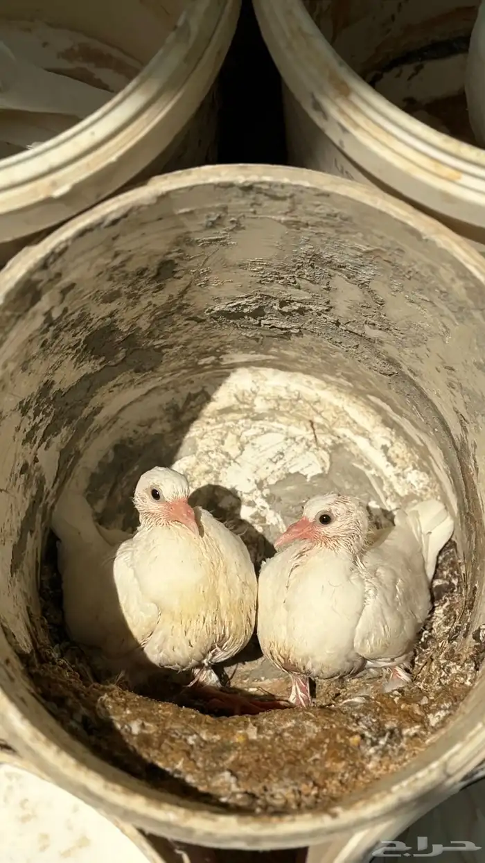 زغليل فرنسي 0